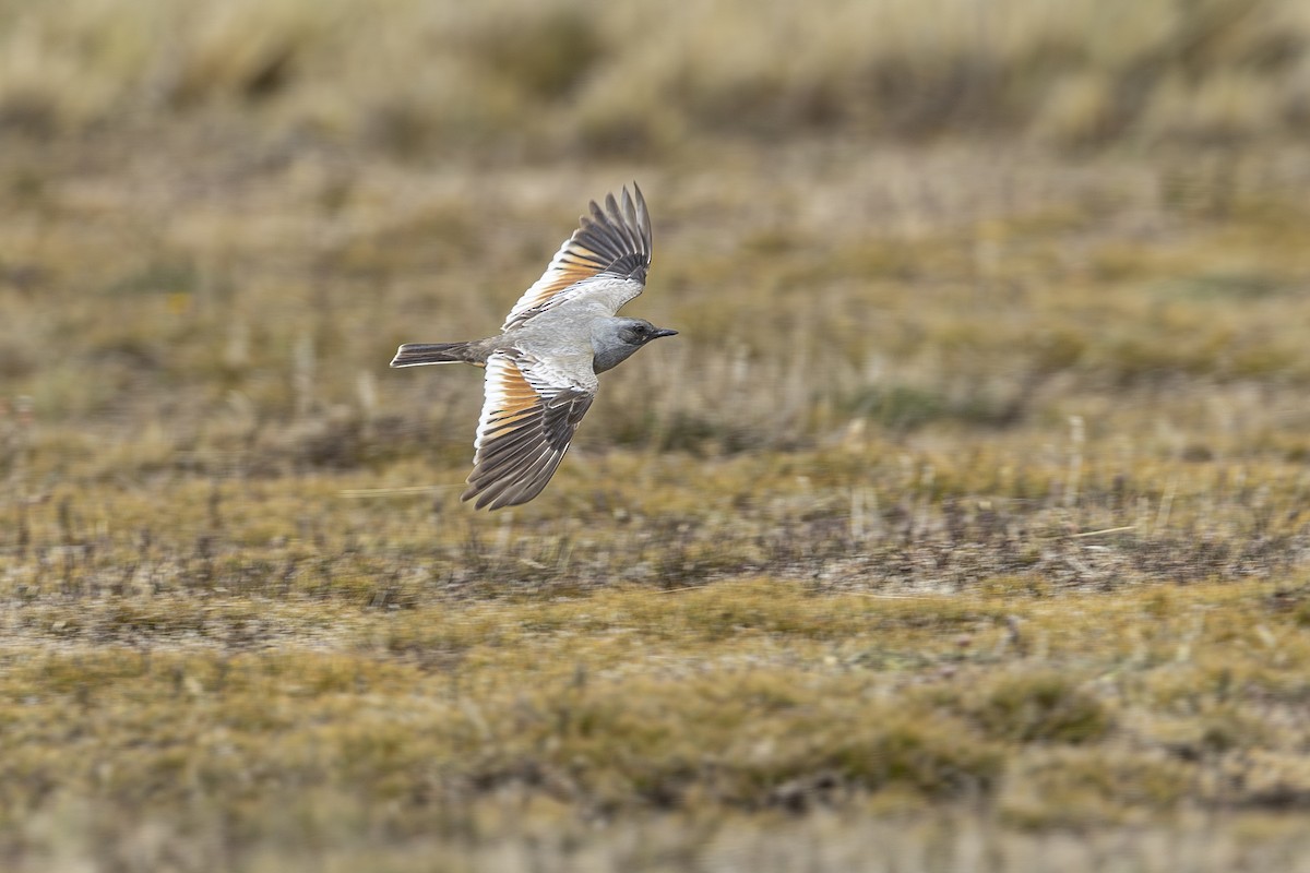 Chocolate-vented Tyrant - ML646662136