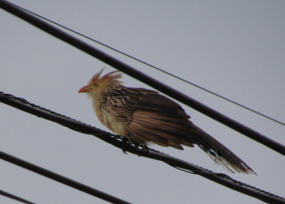 Guira Cuckoo - ML646662137