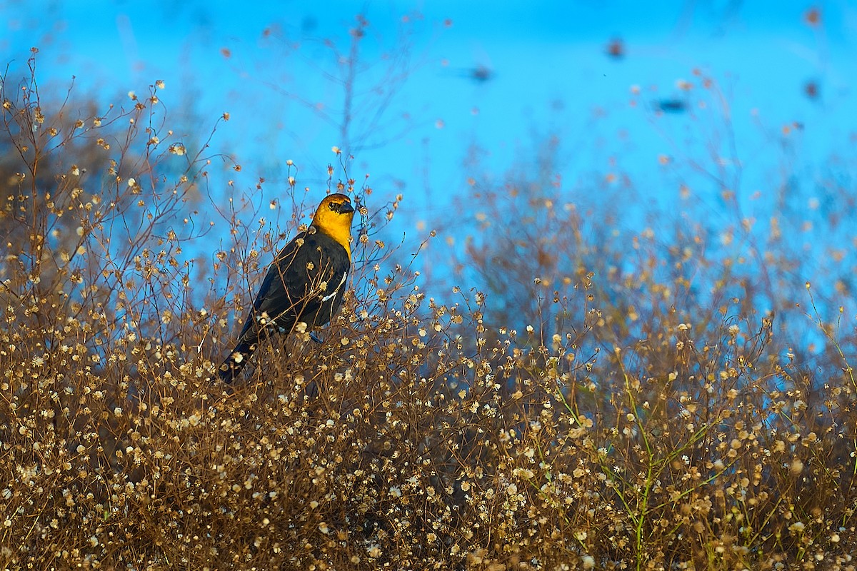 Yellow-headed Blackbird - ML646662141