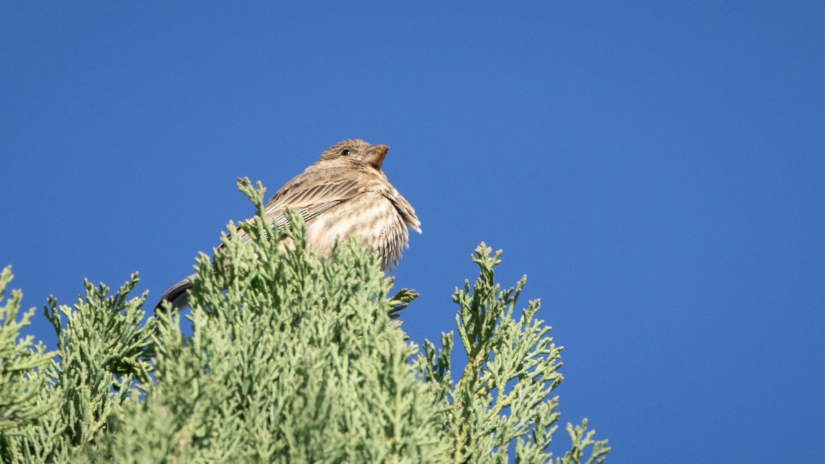 House Finch (Common) - ML646662142