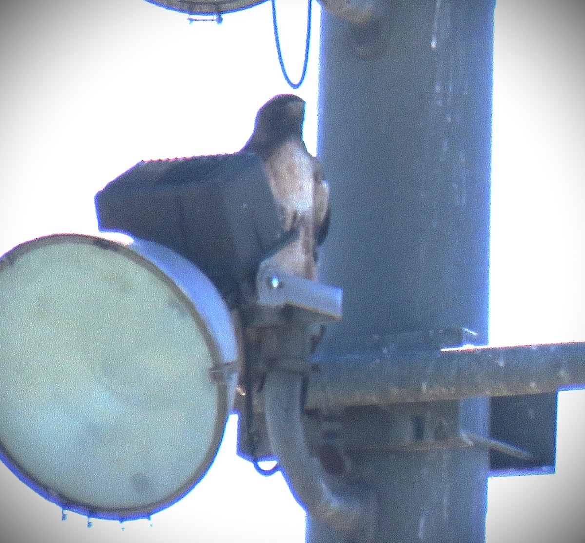 Канюк неоарктичний (підвид calurus/alascensis) - ML646662143