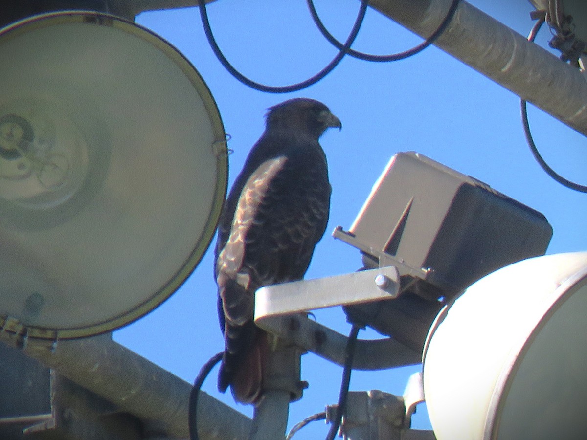 Канюк неоарктичний (підвид calurus/alascensis) - ML646662146