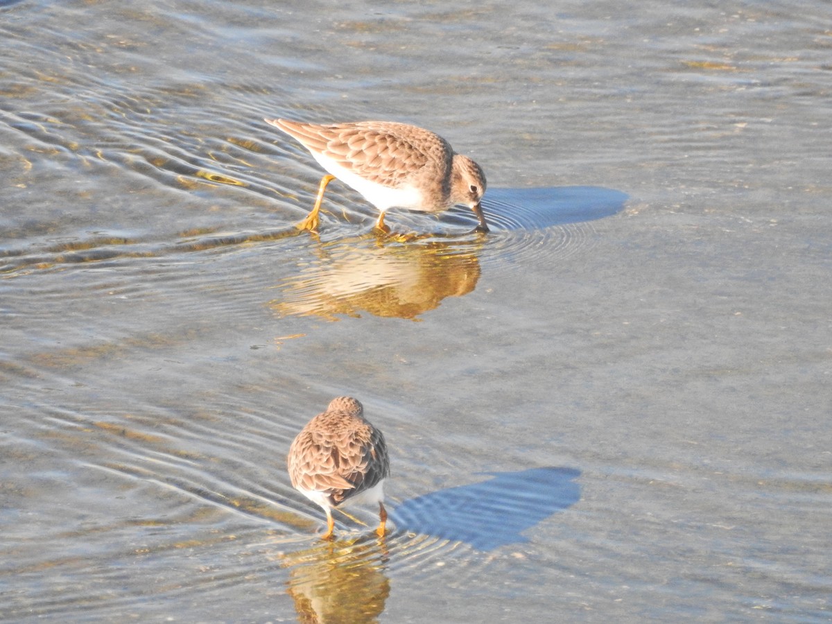 Least Sandpiper - ML646662147
