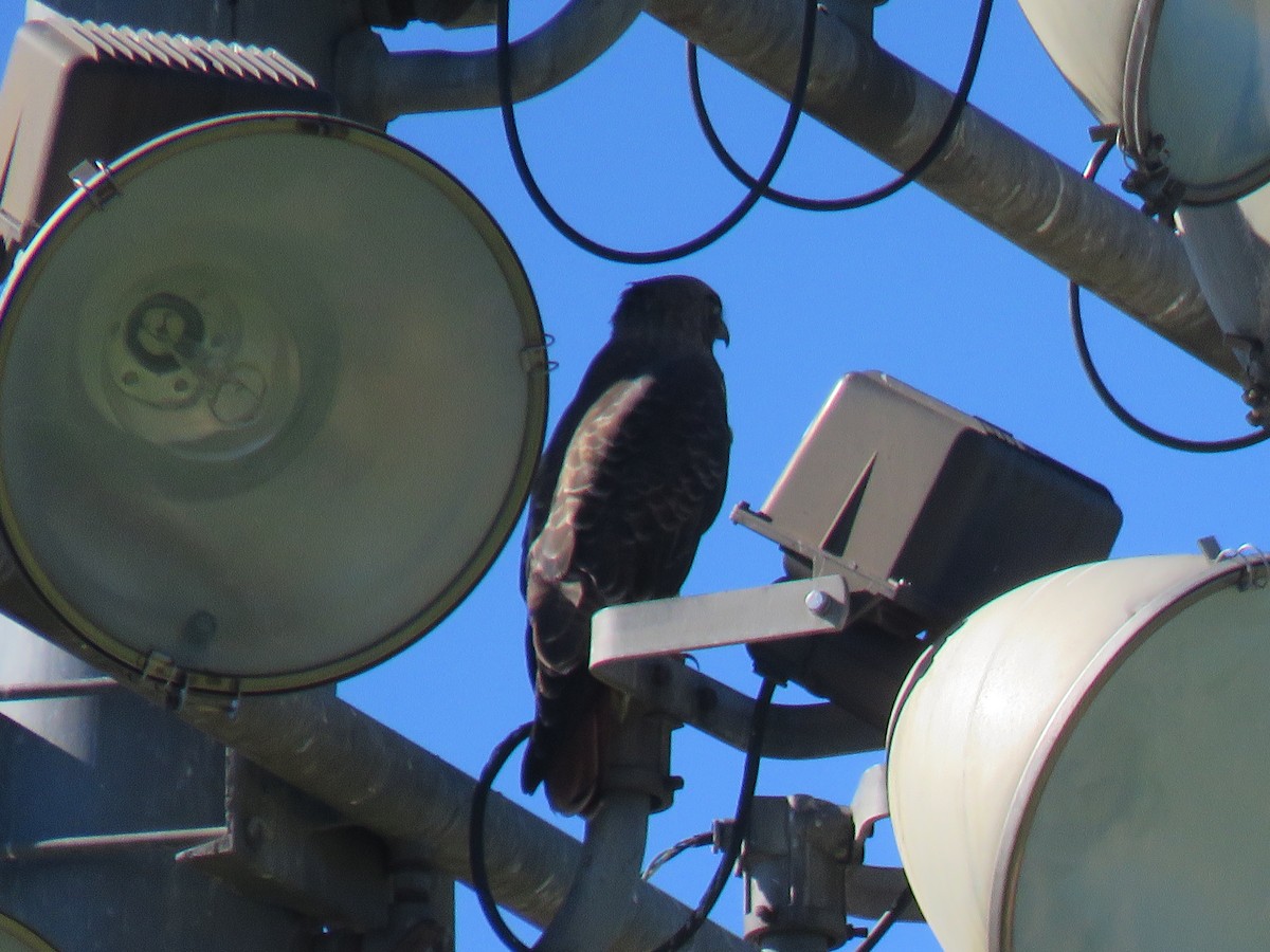 Канюк неоарктичний (підвид calurus/alascensis) - ML646662148