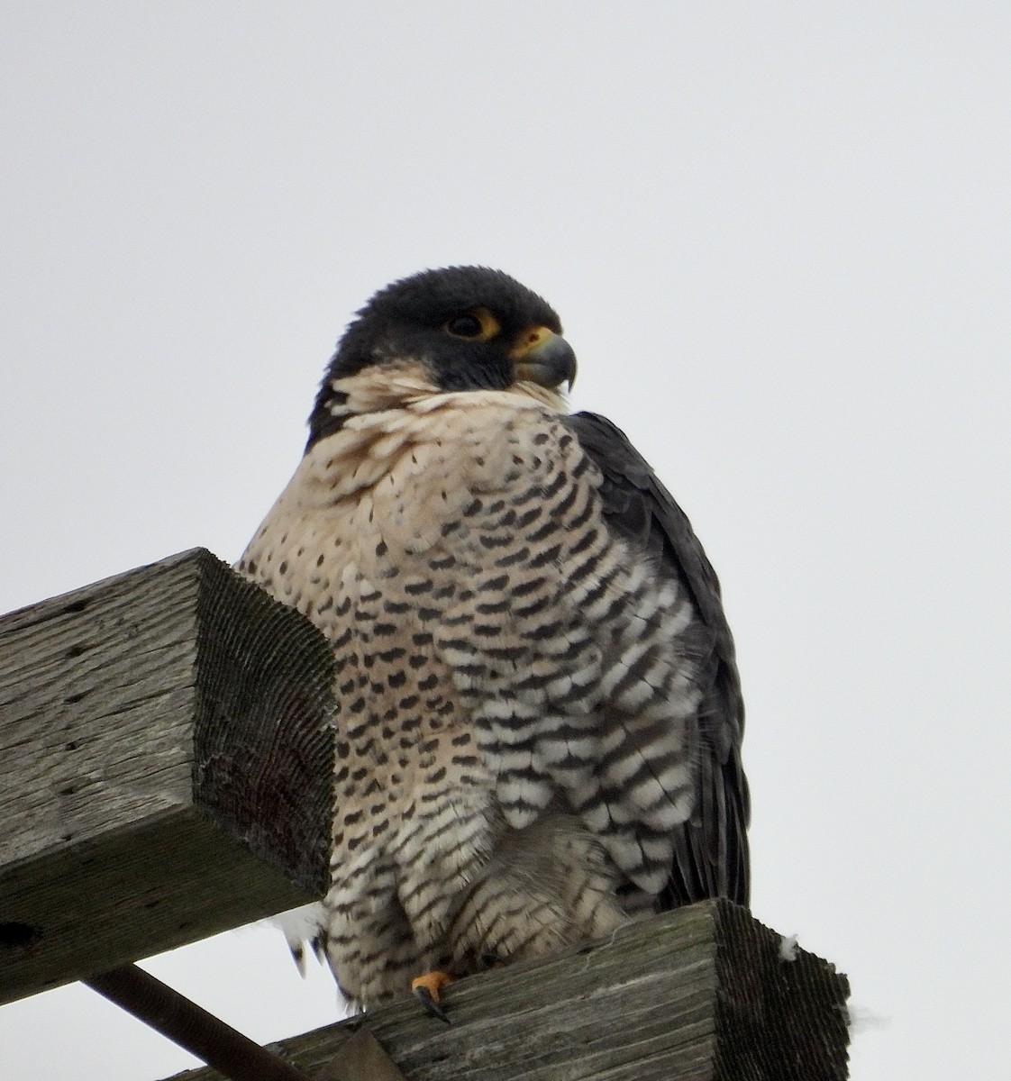 Peregrine Falcon - ML646662151