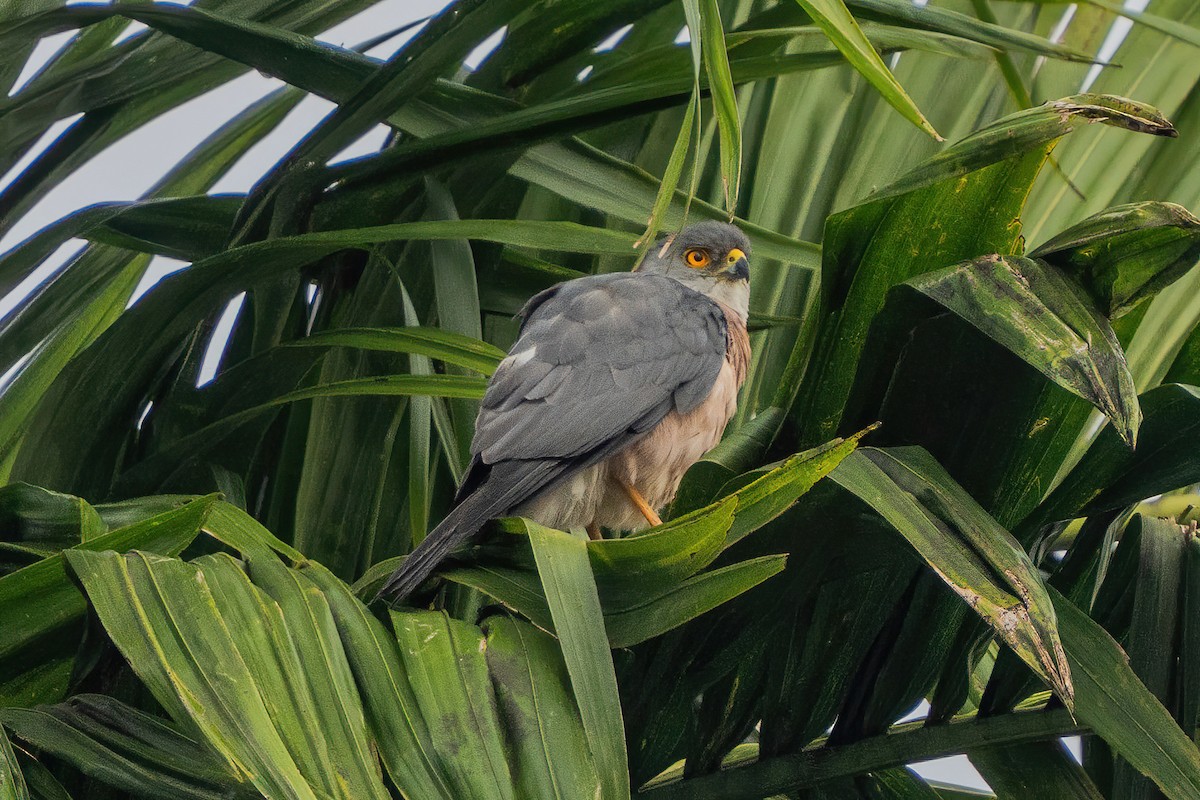 Fiji Goshawk - ML646662153