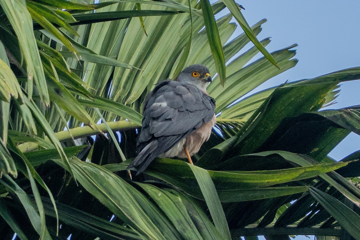 Fiji Goshawk - ML646662154