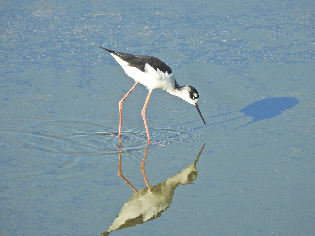Black-necked Stilt - ML646662155