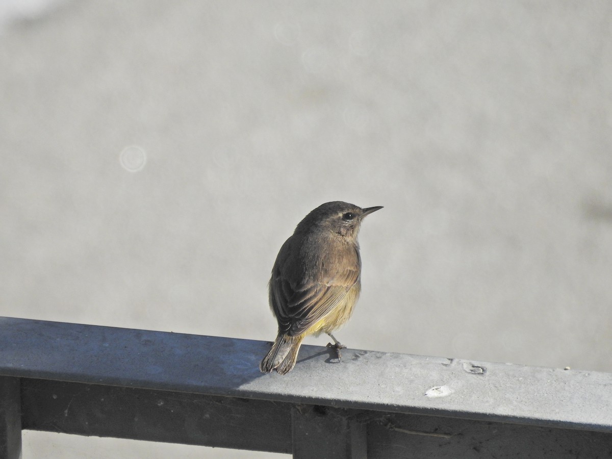 Palm Warbler - ML646662162