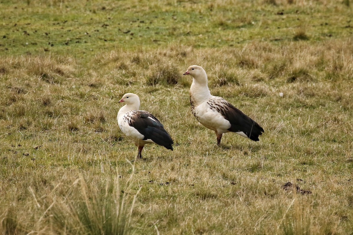 andesgås - ML646662167