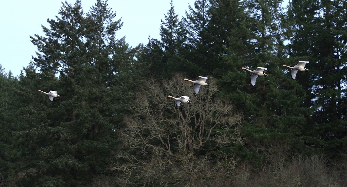 Beltxarga tronpetaria - ML646662170