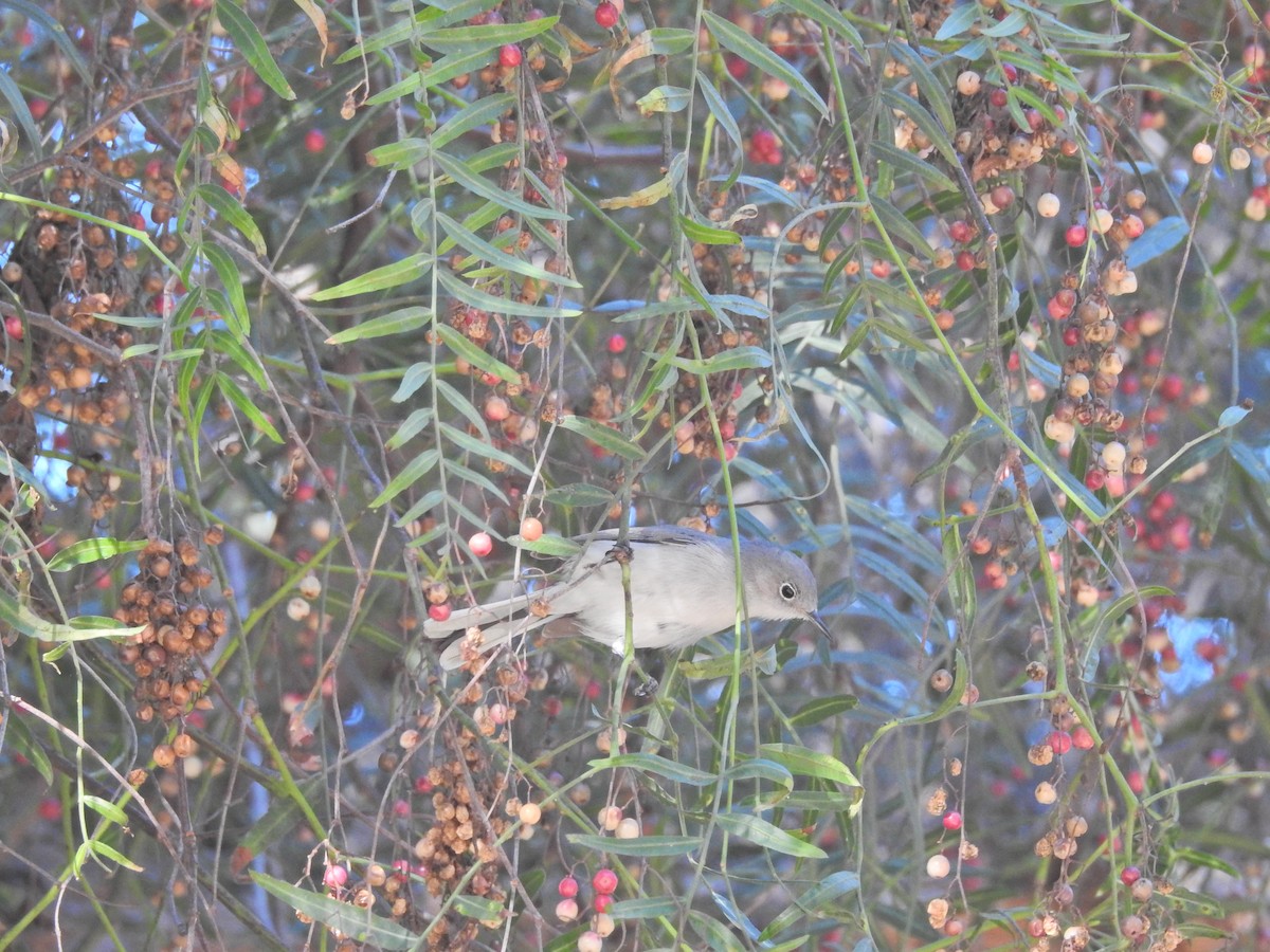 Blue-gray Gnatcatcher - ML646662171