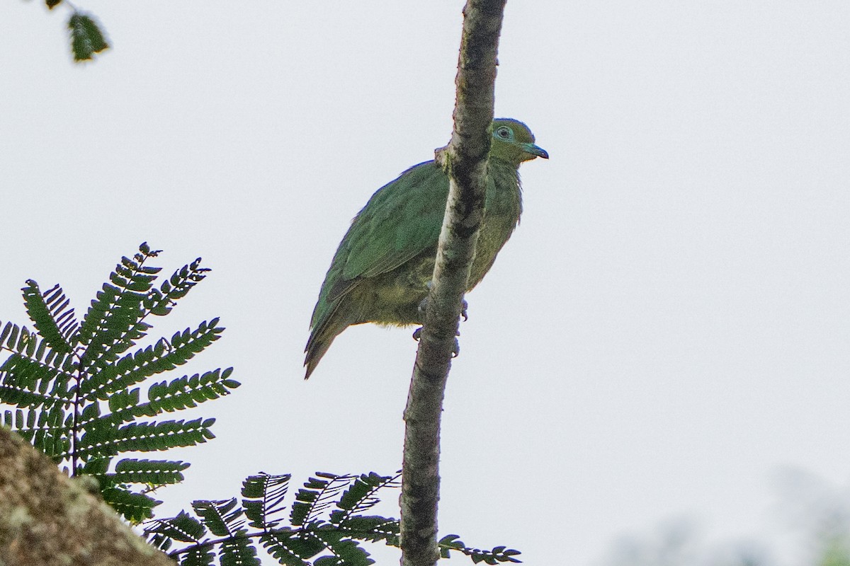 Ptilope jaune - ML646662172