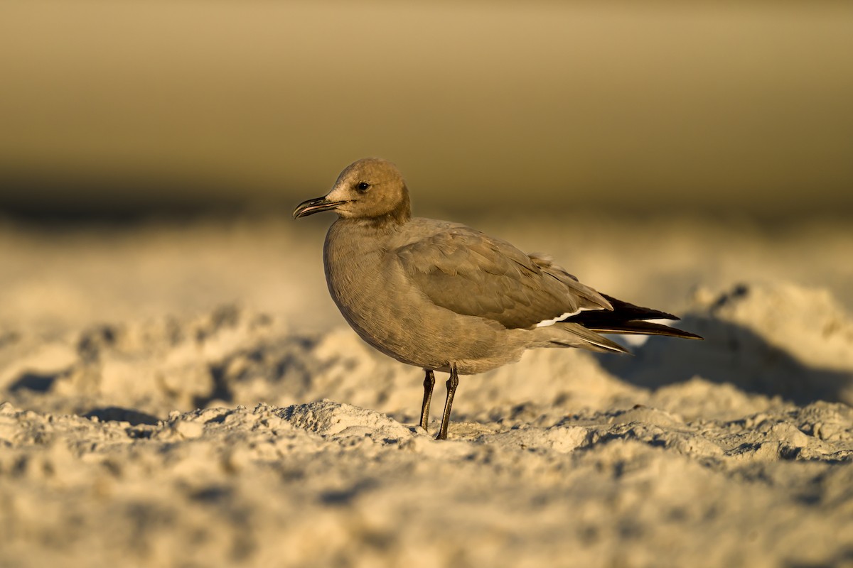 Graumöwe - ML646662173