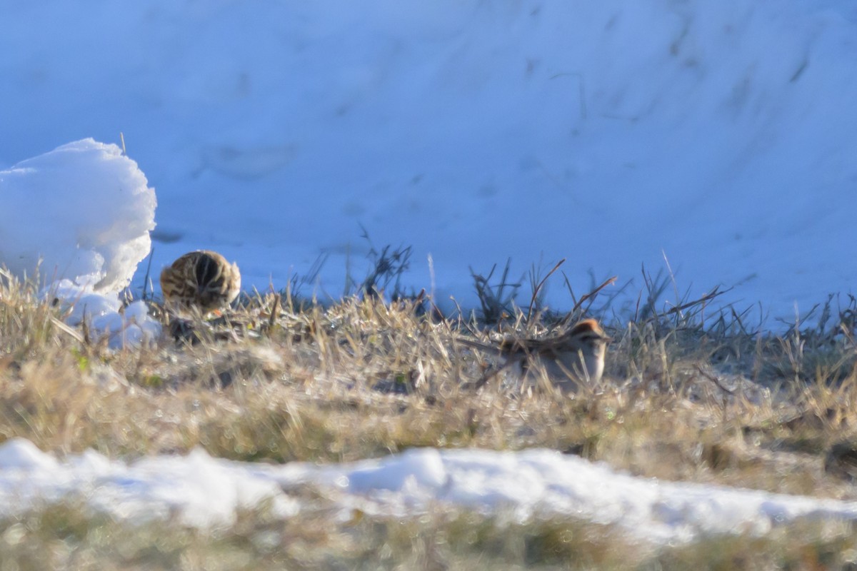 Chipping Sparrow - ML646662174