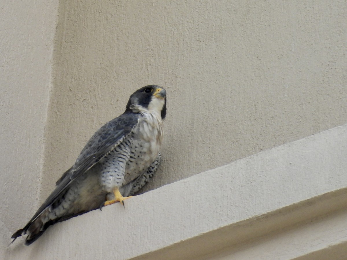 Peregrine Falcon - ML646662175