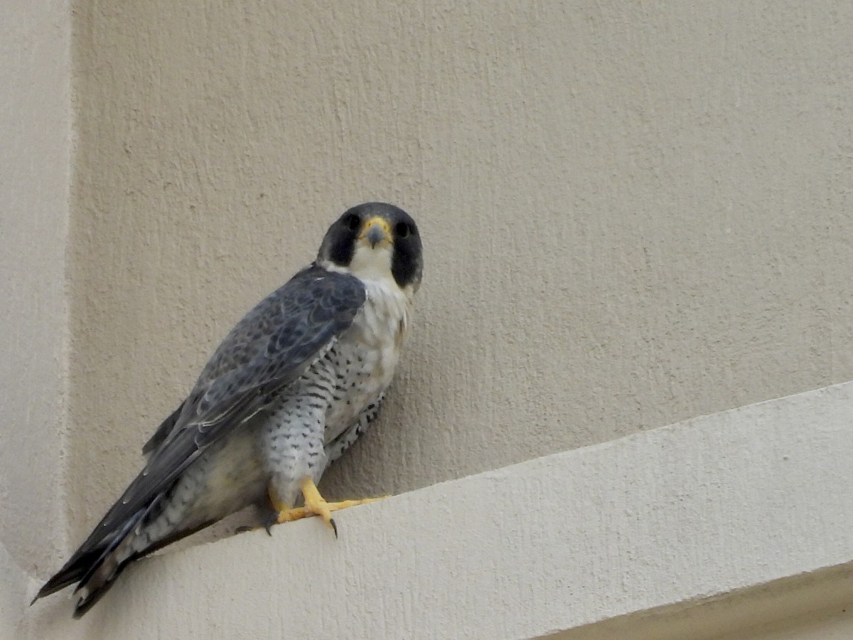 Peregrine Falcon - ML646662176