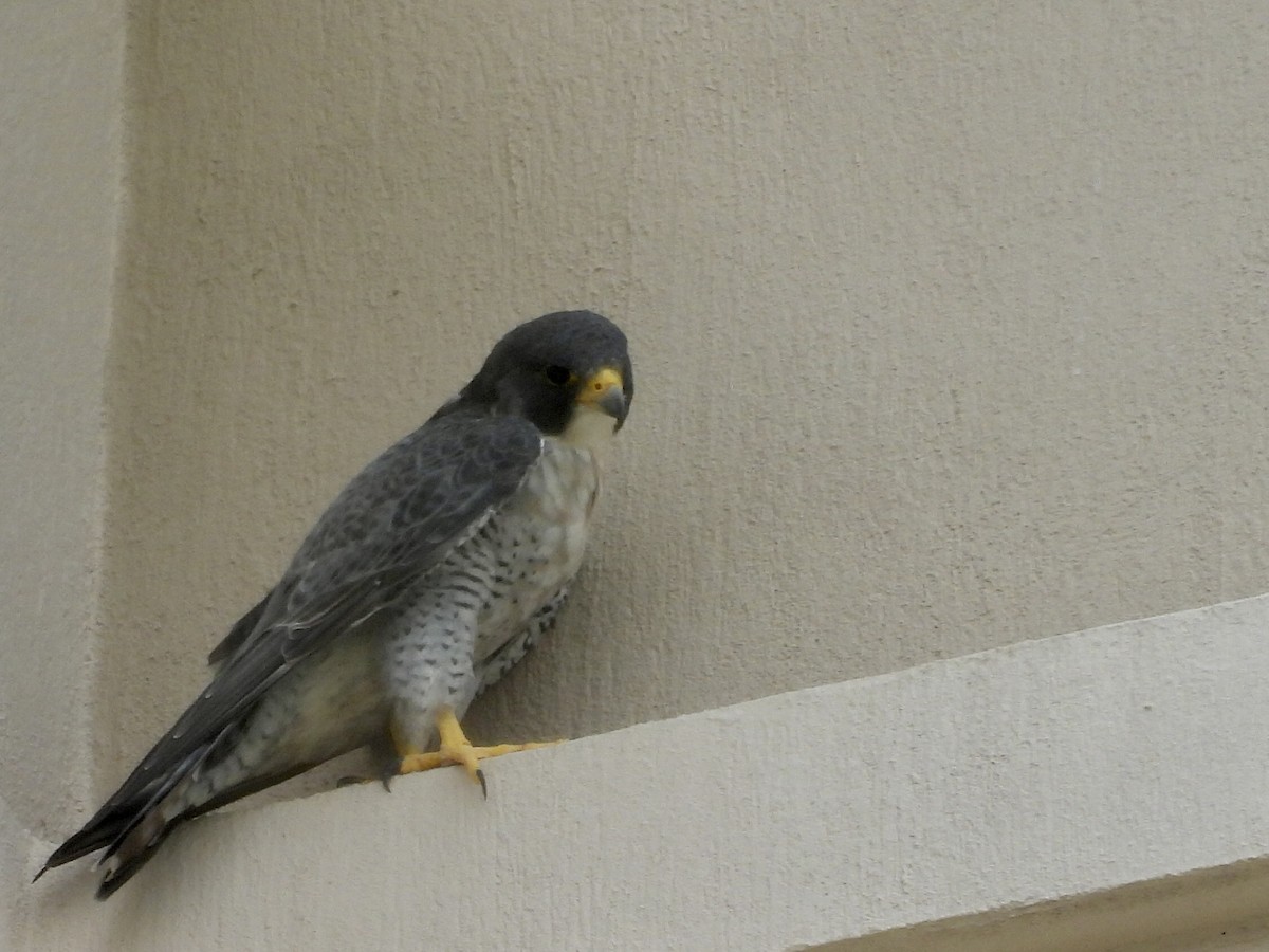Peregrine Falcon - ML646662177