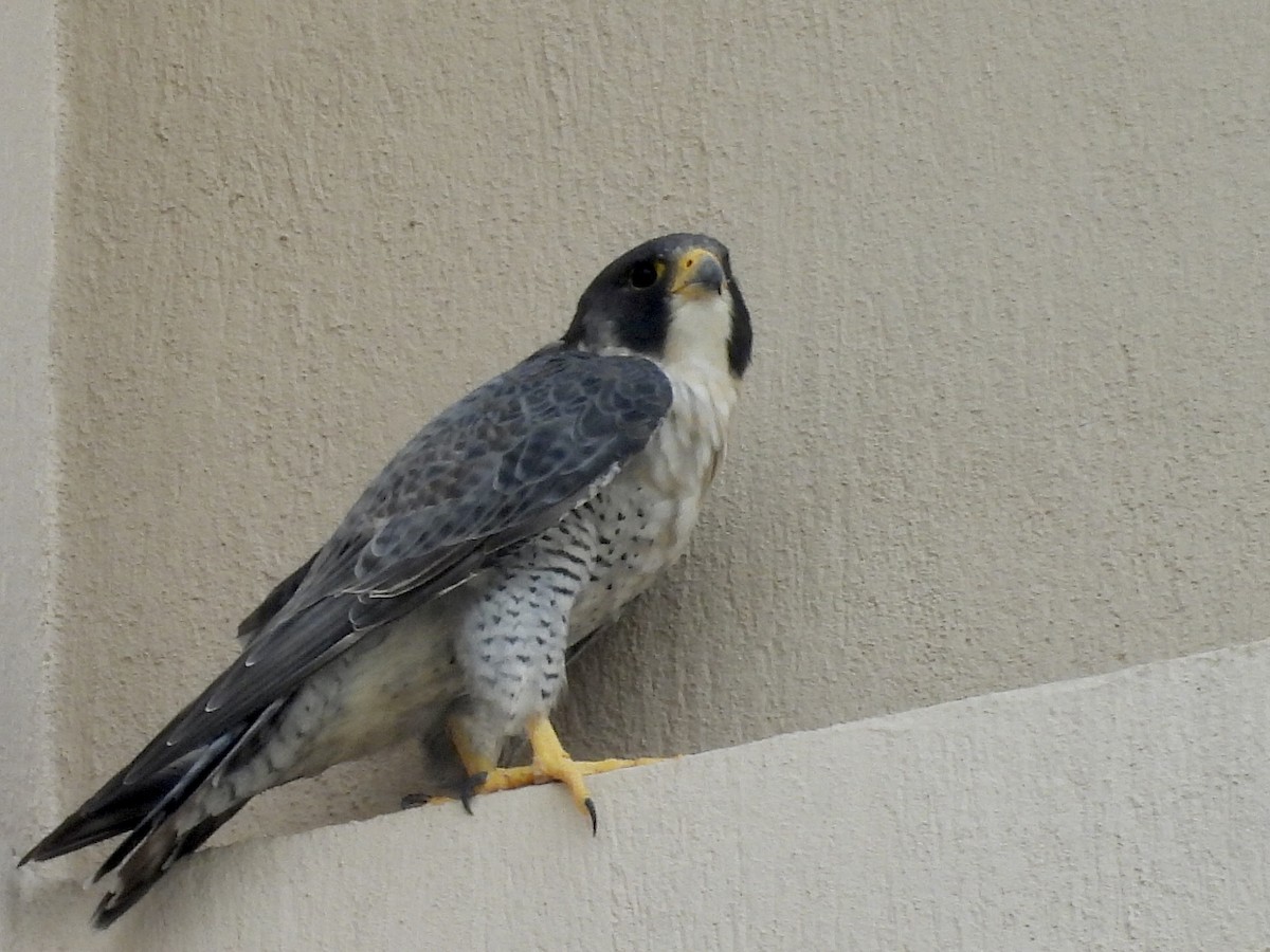 Peregrine Falcon - ML646662178