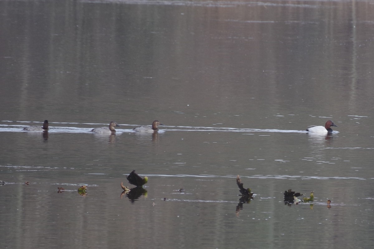 Murgilari bizkarzuria - ML646662179