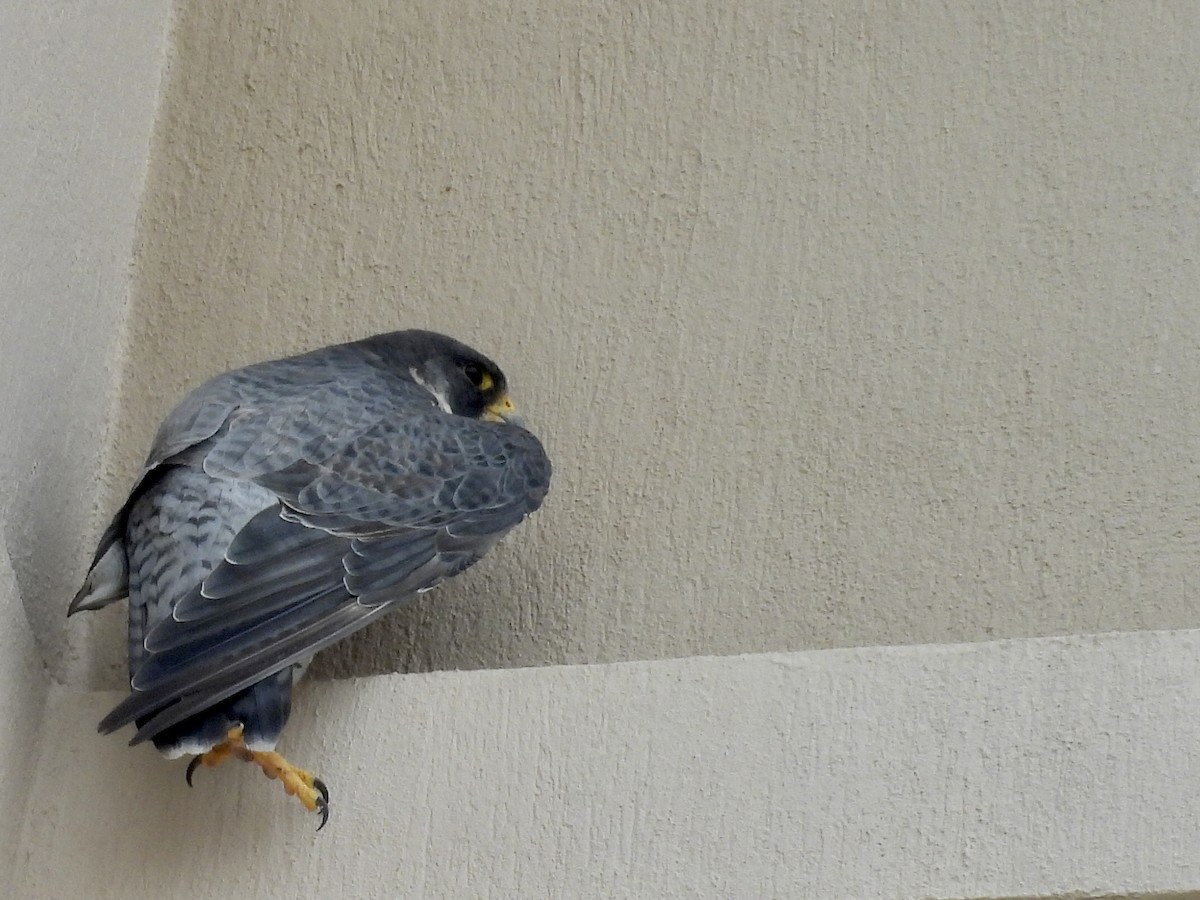 Peregrine Falcon - ML646662180