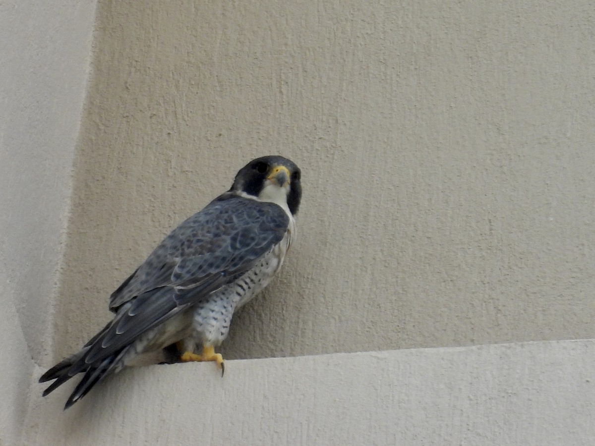 Peregrine Falcon - ML646662181