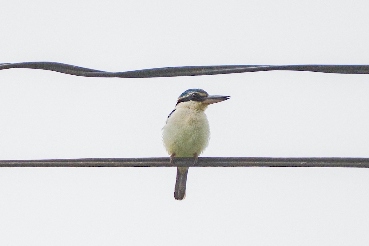 Martin-chasseur du Pacifique - ML646662184