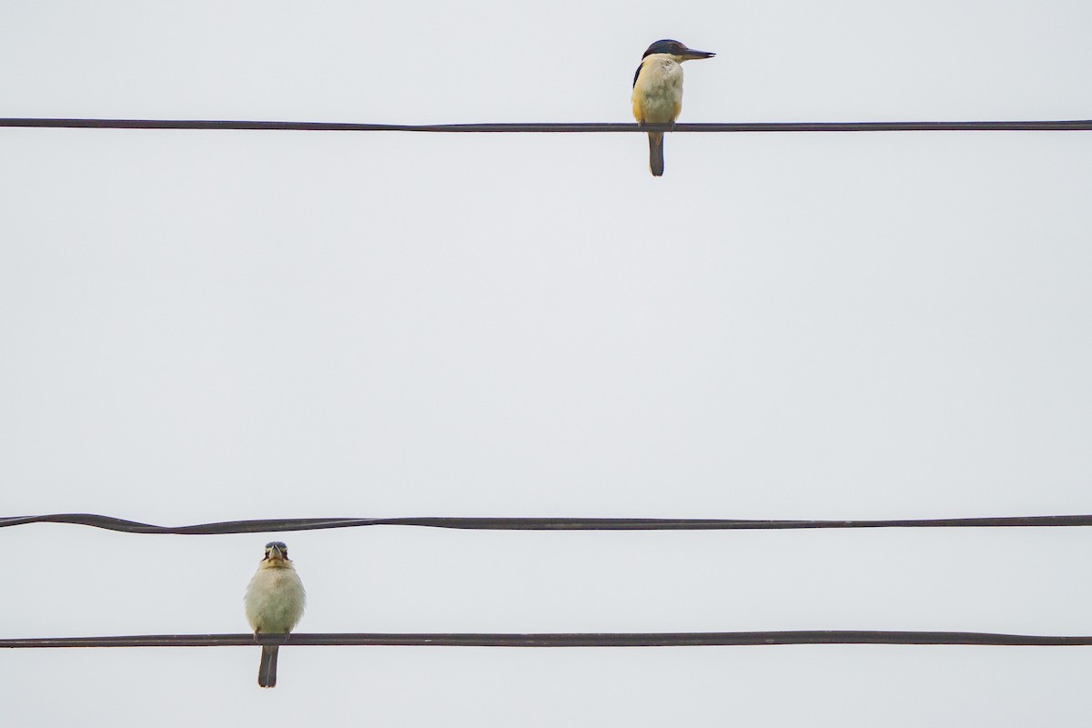 Martin-chasseur du Pacifique - ML646662185