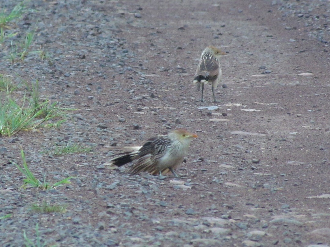 Guira Cuckoo - ML646662186