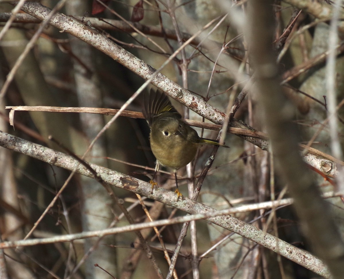 Erregetxo mottogorria - ML646662187