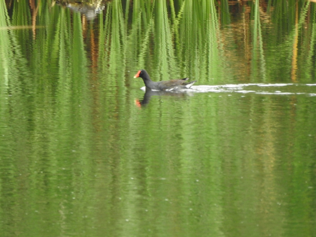 Amerika Sutavuğu - ML646662198