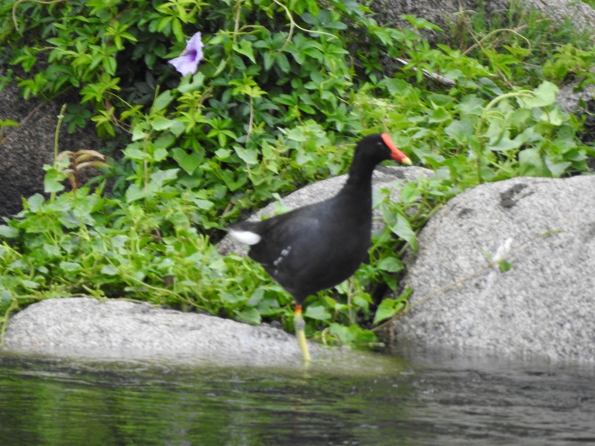 Amerika Sutavuğu - ML646662199