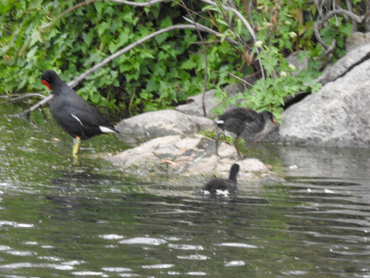 Amerika Sutavuğu - ML646662200