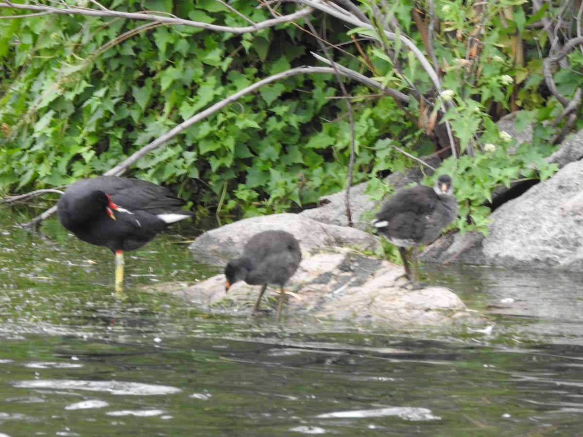 Amerika Sutavuğu - ML646662201