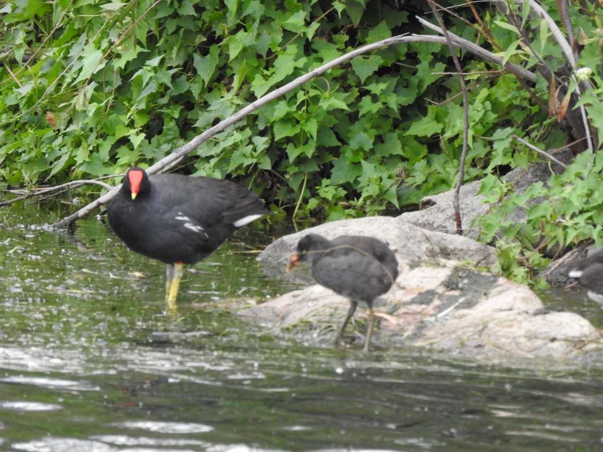 Amerika Sutavuğu - ML646662202