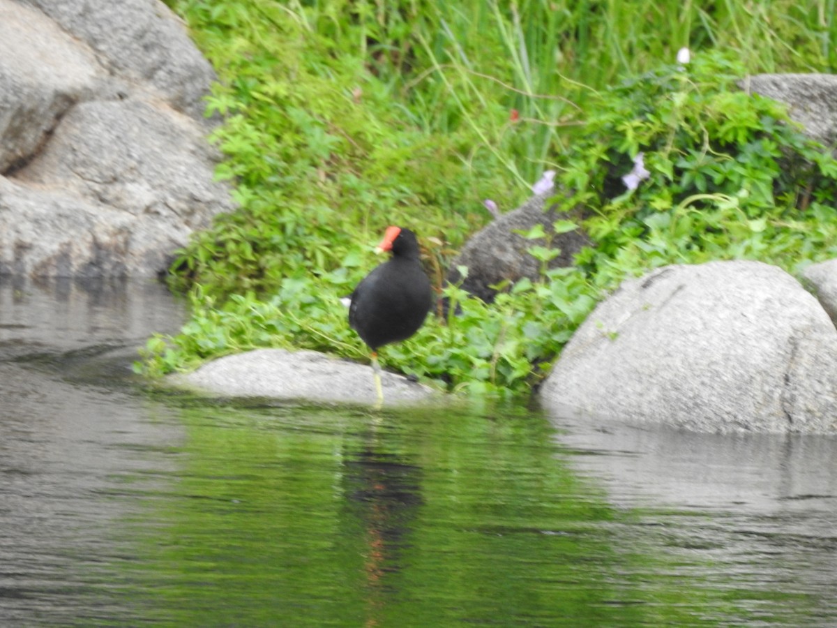 Amerika Sutavuğu - ML646662203