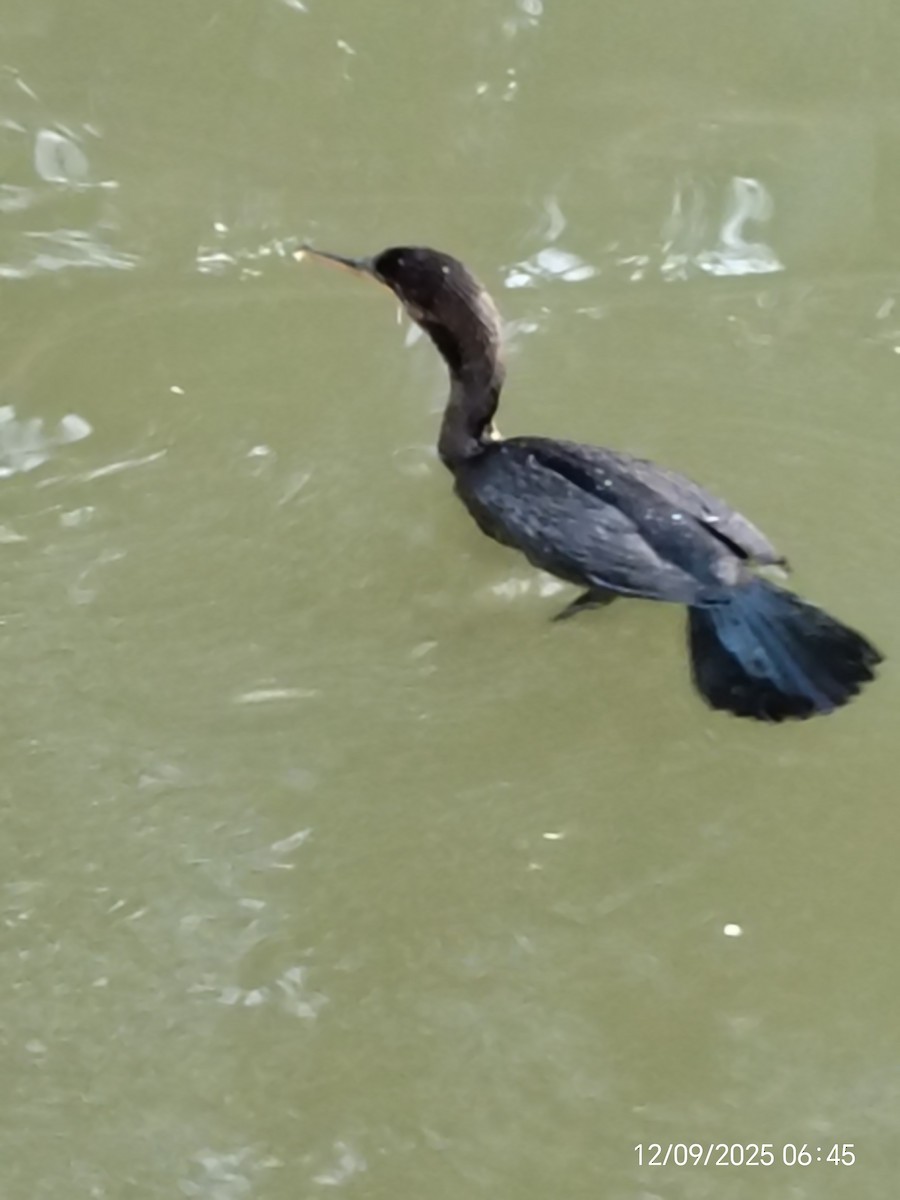 Neotropic Cormorant - ML646662214