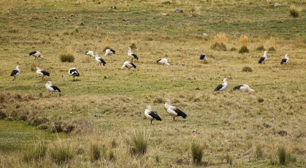 andesgås - ML646662215