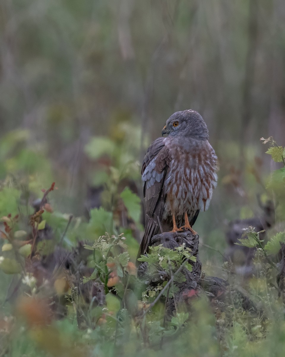 moták lužní - ML646662219