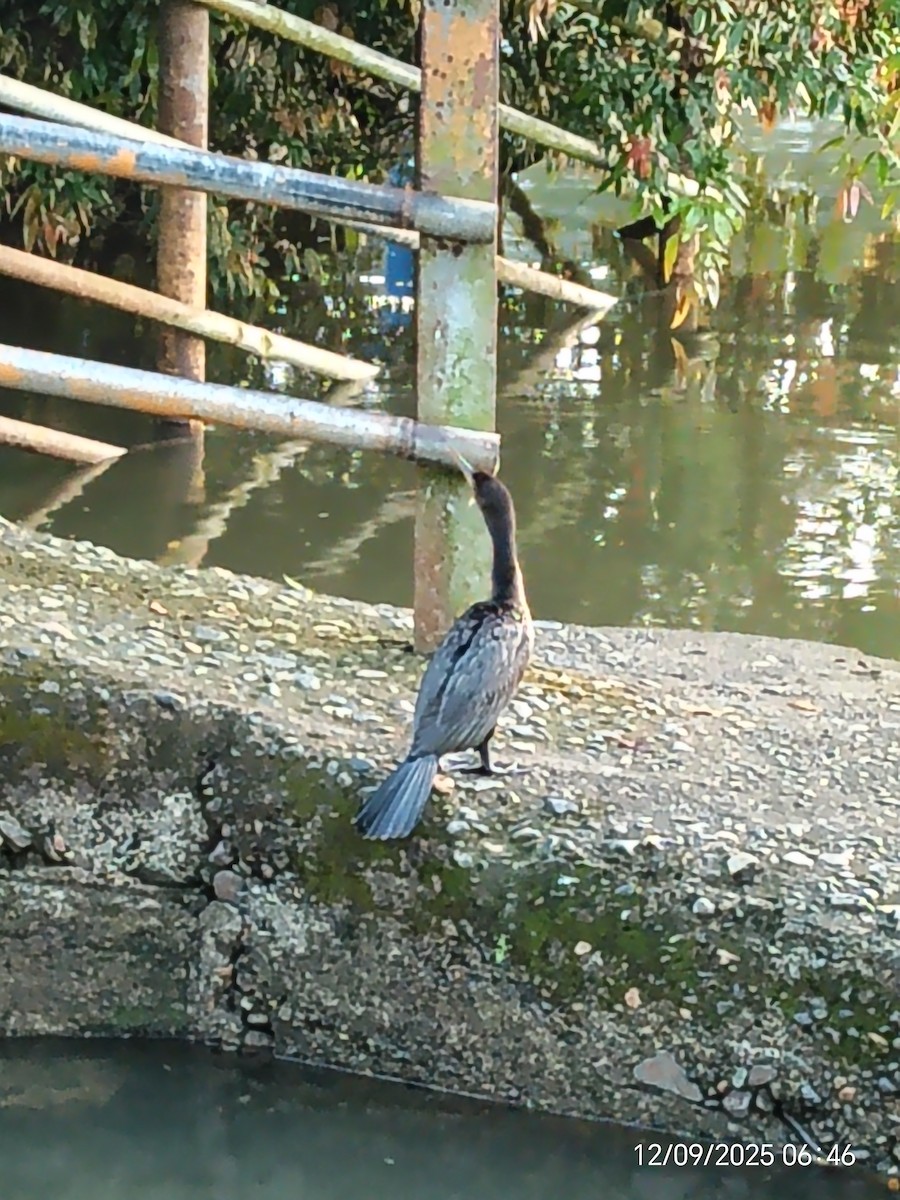 Neotropic Cormorant - ML646662223