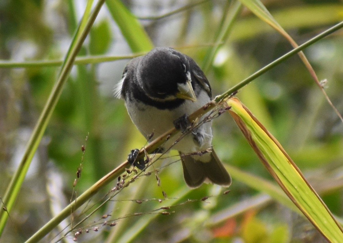 Зерноїд мальований - ML646662225