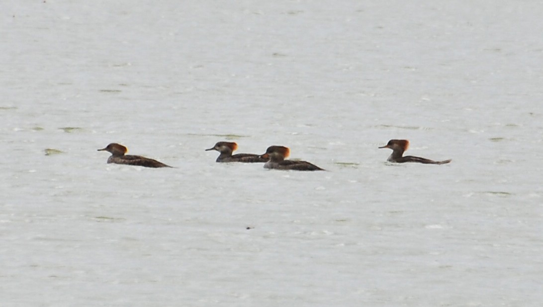 Крех жовтоокий - ML646662227