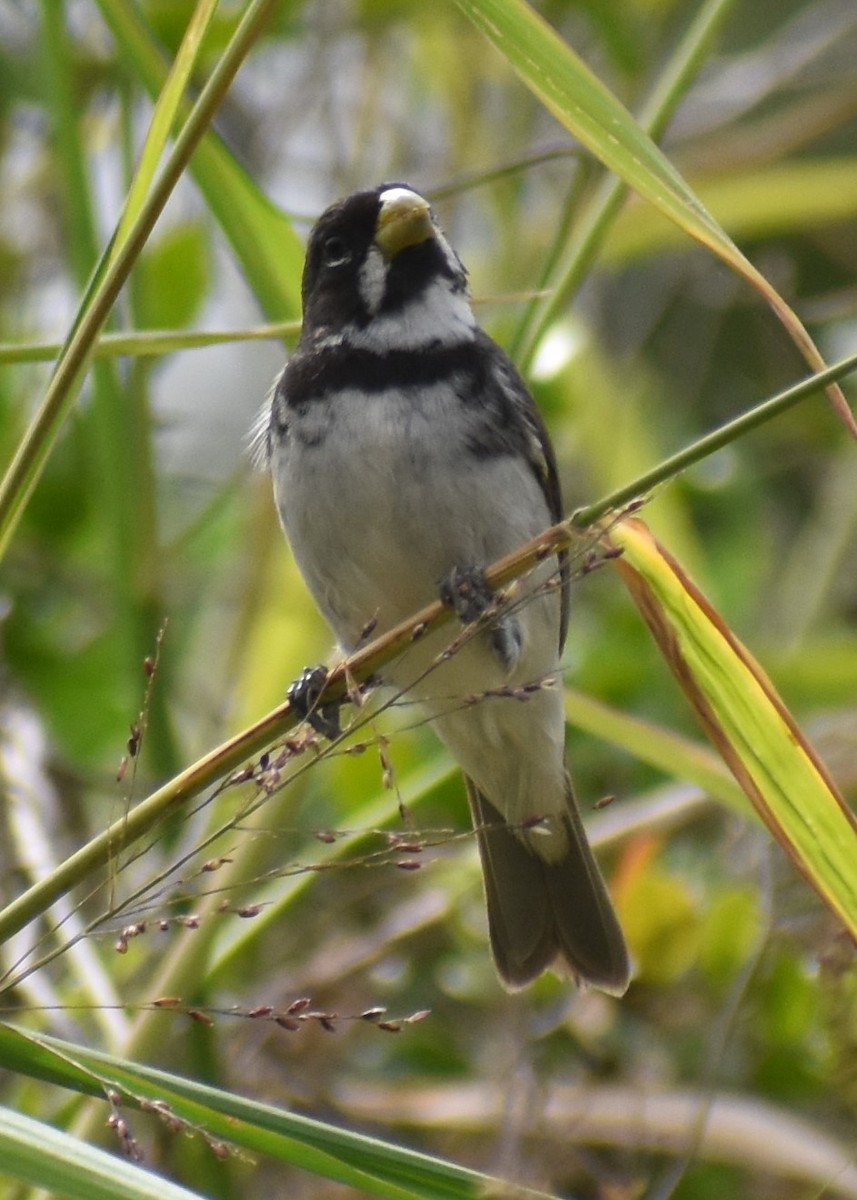Зерноїд мальований - ML646662233