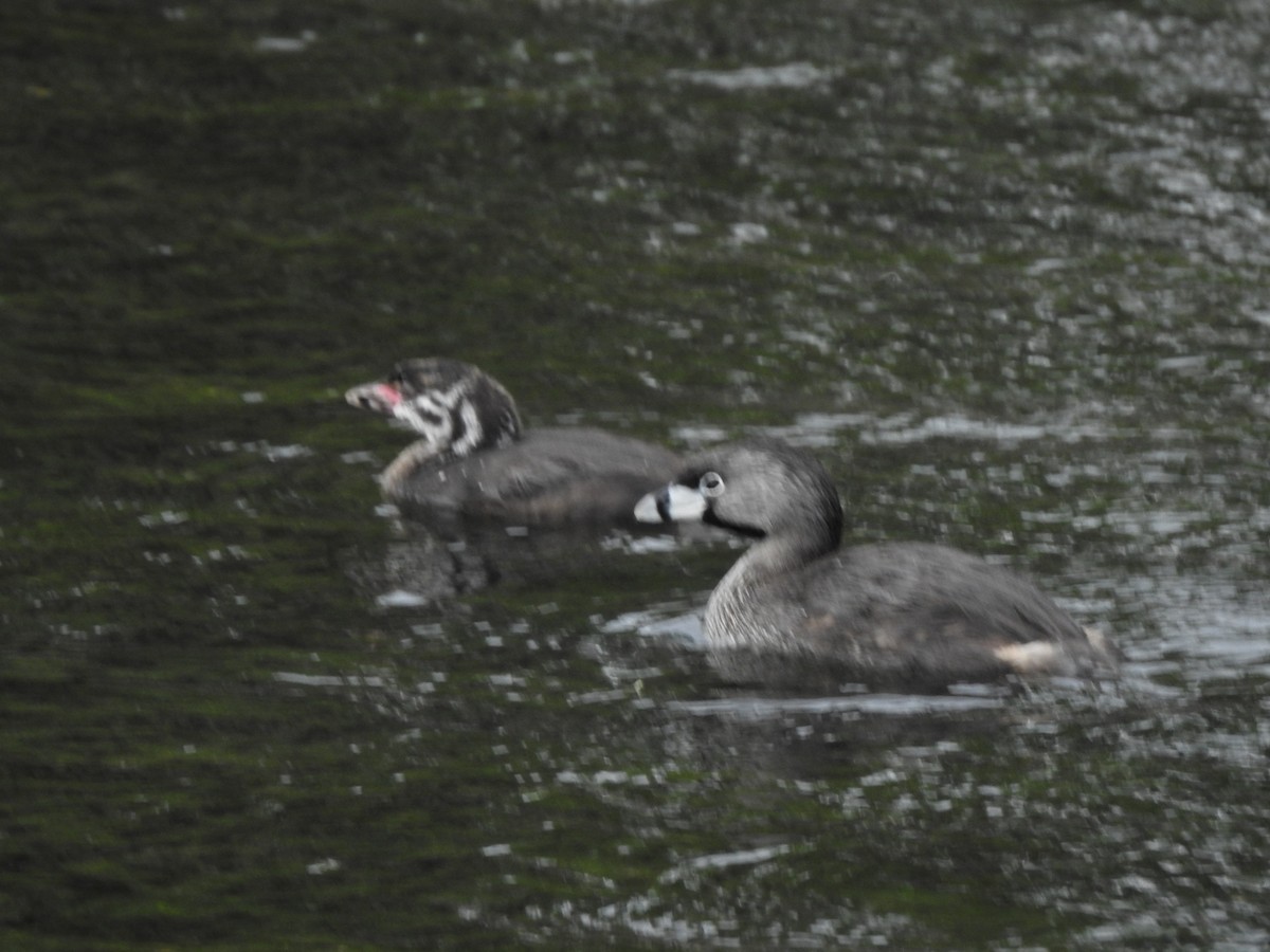 Пірникоза рябодзьоба - ML646662235