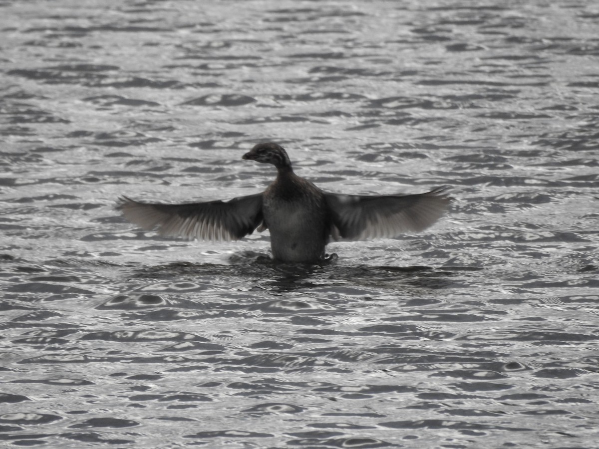 Пірникоза рябодзьоба - ML646662236