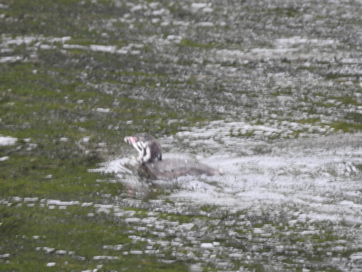 Пірникоза рябодзьоба - ML646662238