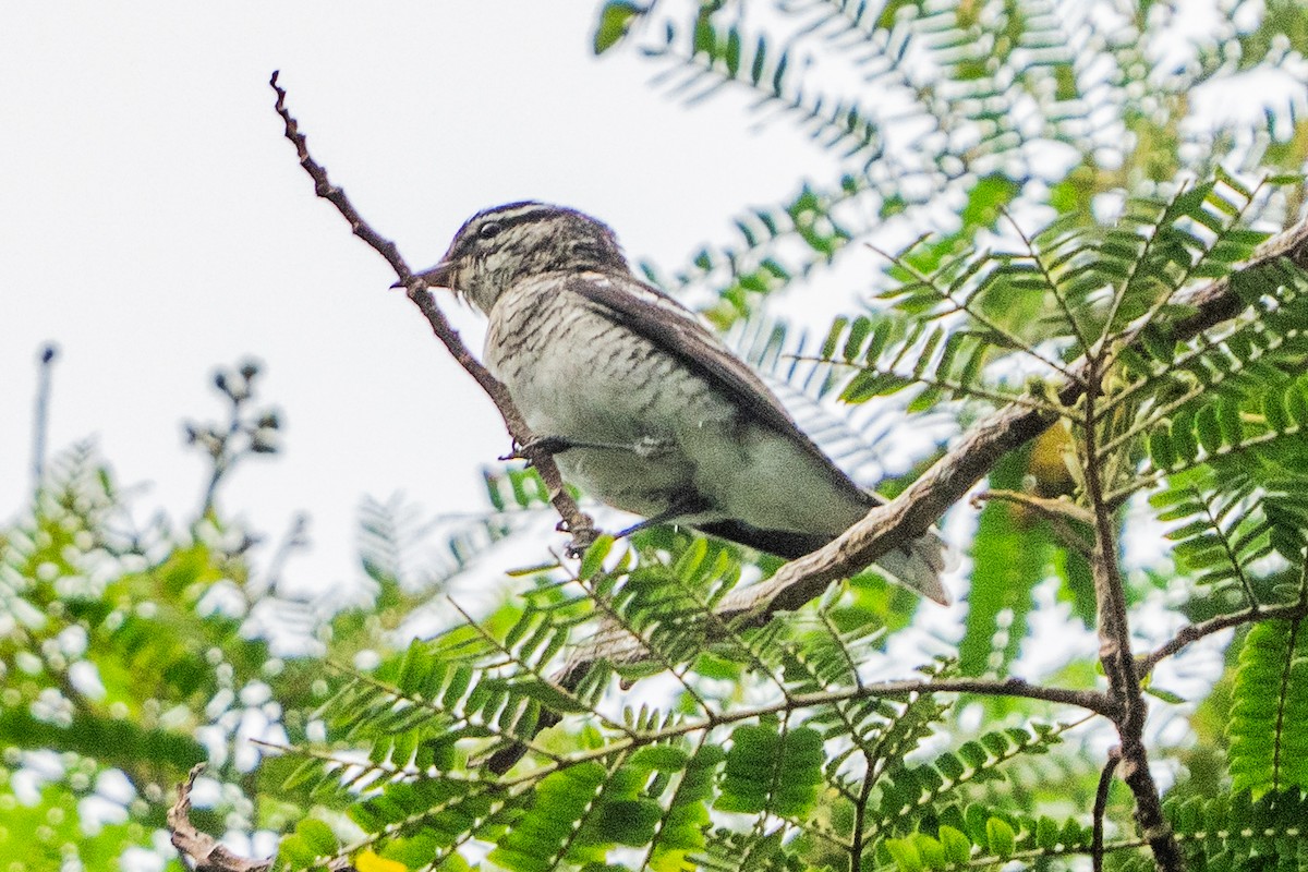 Оругеро полінезійський - ML646662240