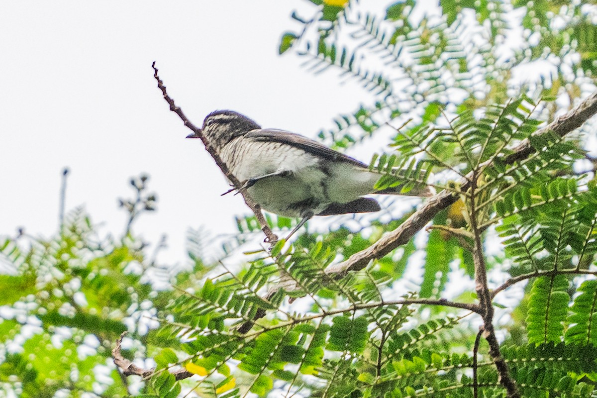 Оругеро полінезійський - ML646662241