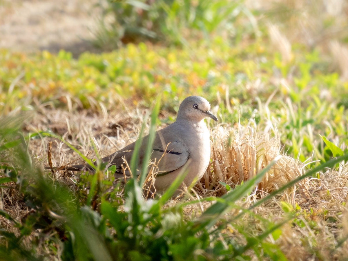 Picuitäubchen - ML646662242