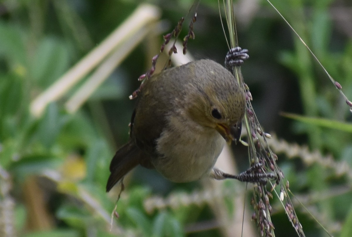 Зерноїд мальований - ML646662243